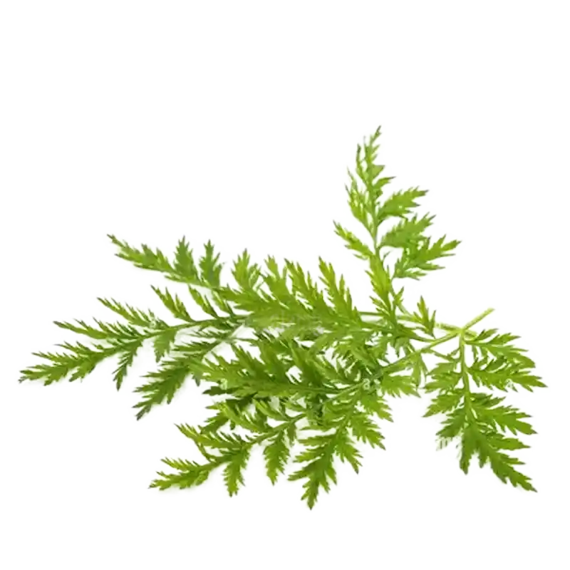 Indian Wormwood (Nilgiri Wormwood)