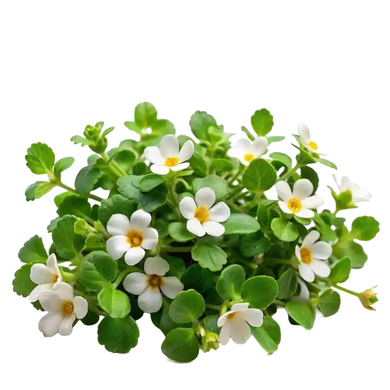 Bacopa floribunda