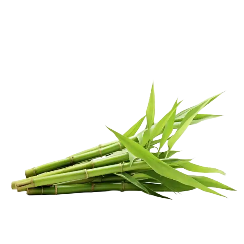 Spiny Bamboo