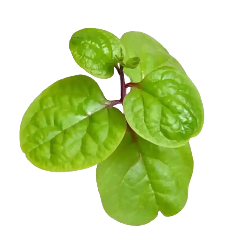 Malabar Spinach