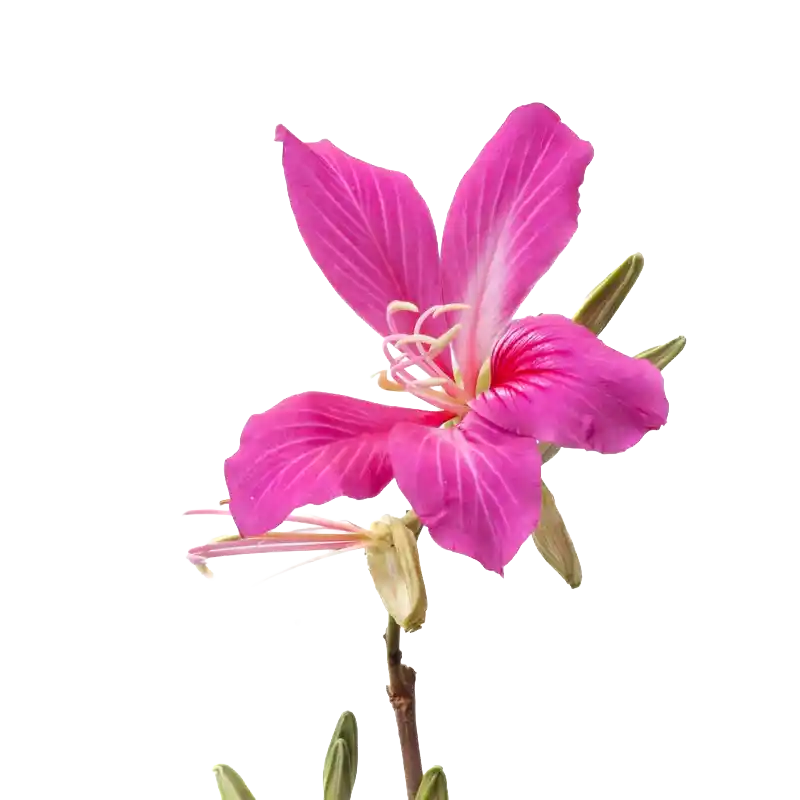 Purple Orchid Tree (Kachnar)