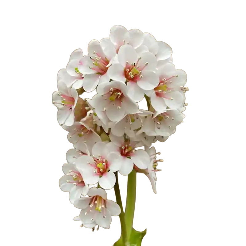 Bergenia (Pashanbheda)