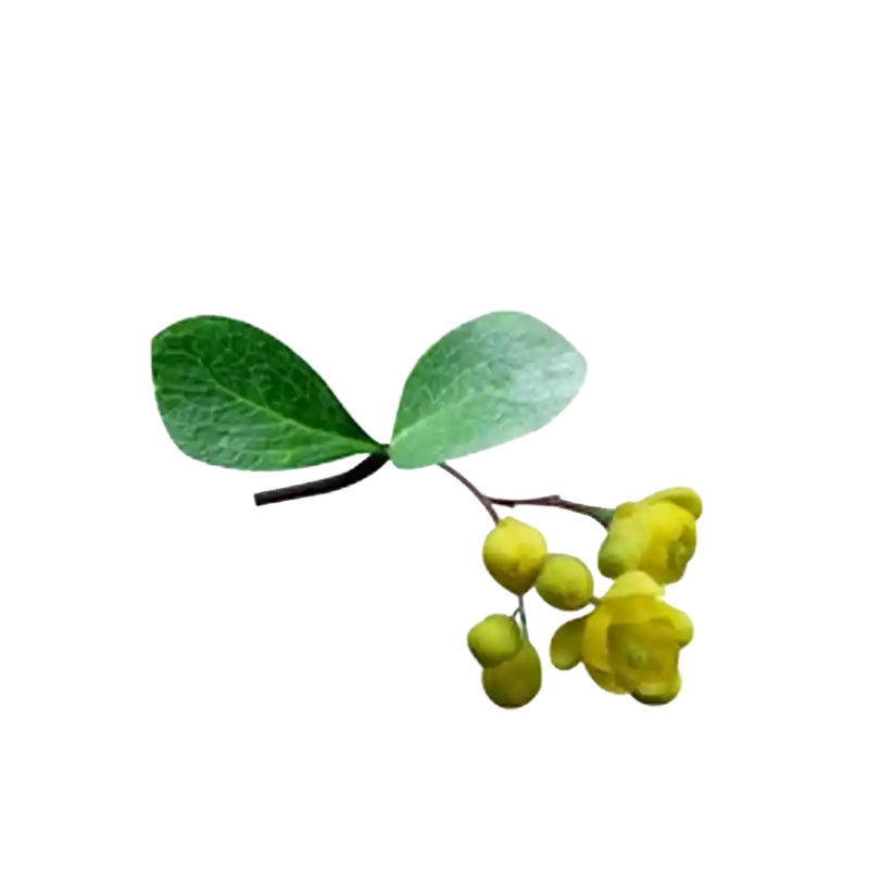 Indian Barberry (Daruharidra)