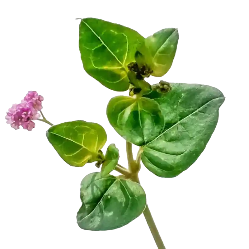 Creeping Boerhavia (Punarnava relative)