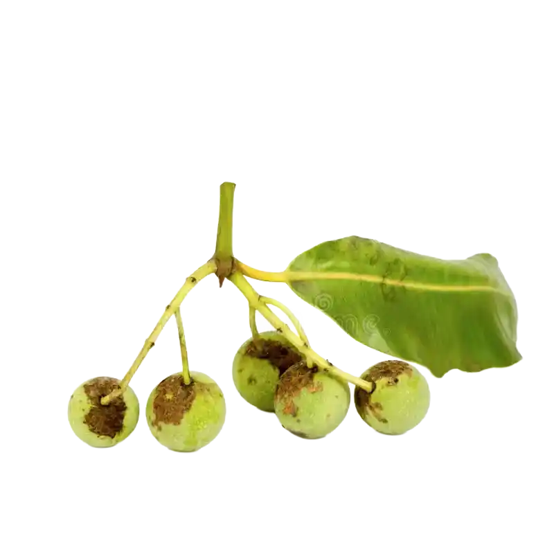 Tamanu (Alexandrian Laurel)