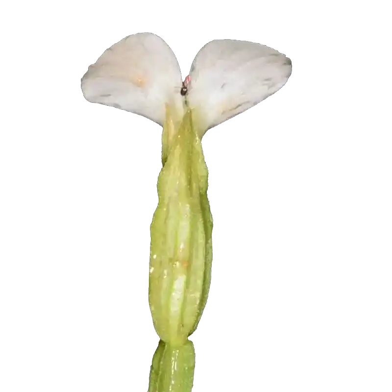 Canscora (South-Indian Shankhpushpi)