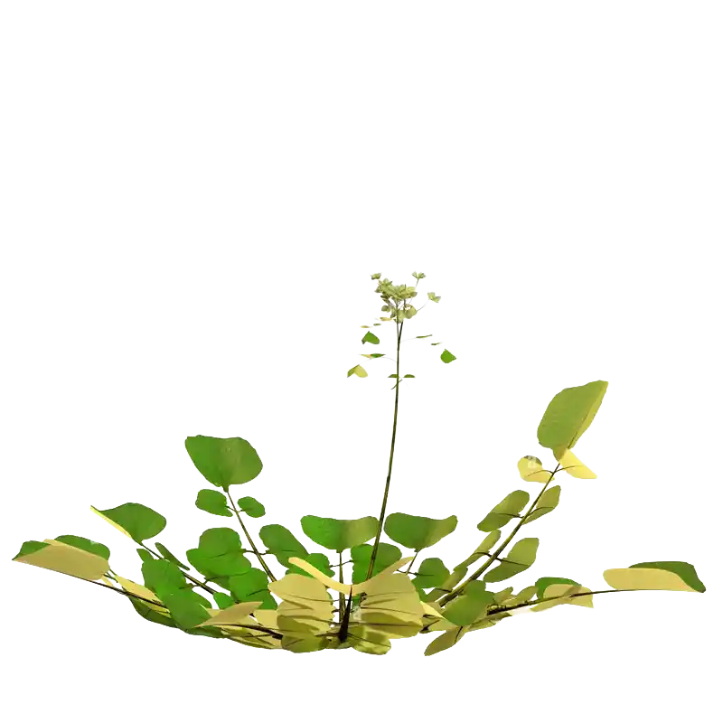 Hairy Bittercress