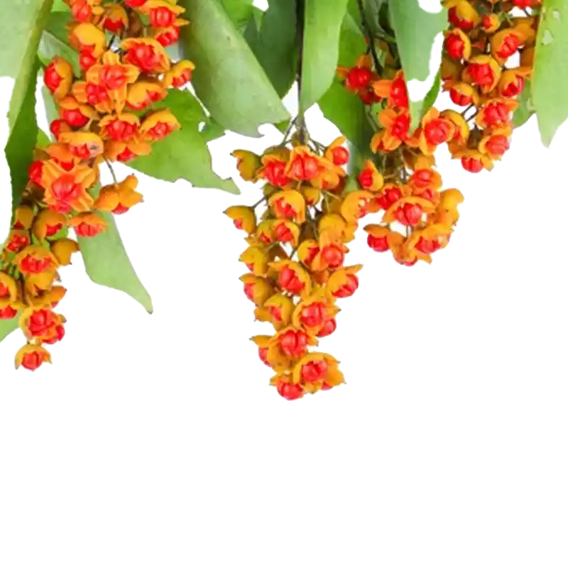 Black Oil Plant (Jyotishmati)
