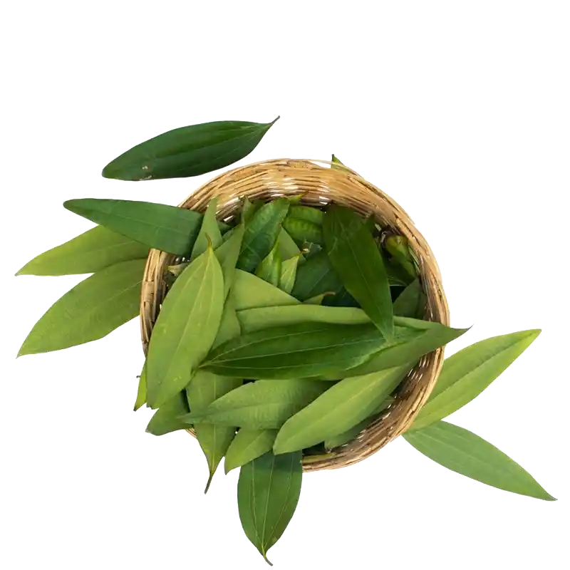 Malabar Leaf (Indian Bay)