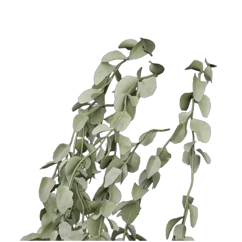 Broom Creeper (Patalagarudi)