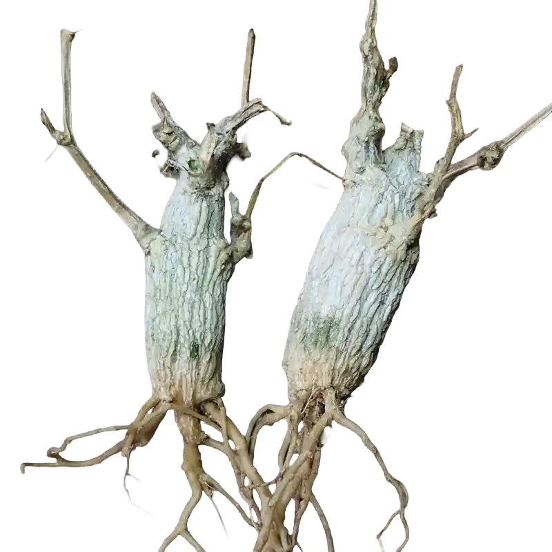 Corallocarpus (Akashgaddha)