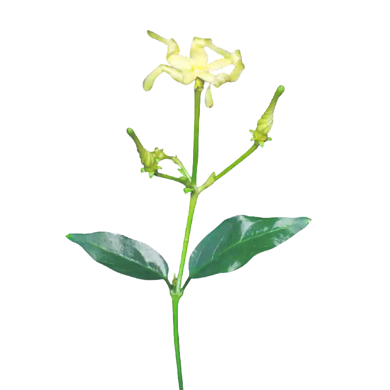 Cryptolepis (Krishnasariva)