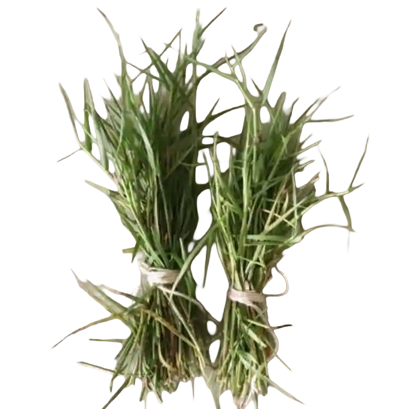 Bermuda Grass (Durva)