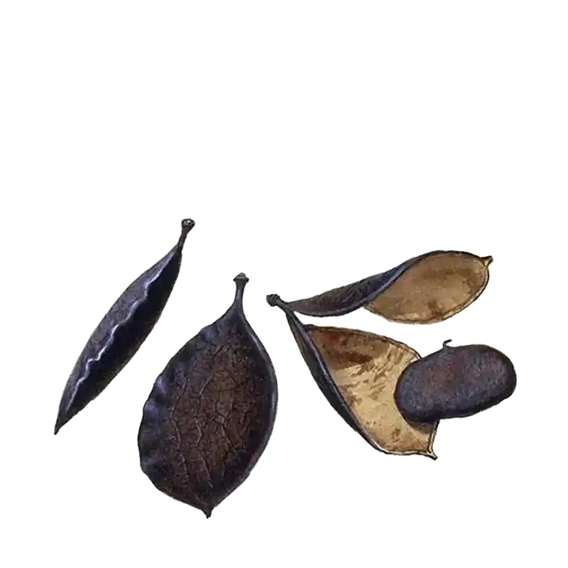 Indian Beech (Karanja)