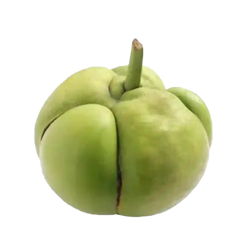 Elephant Apple