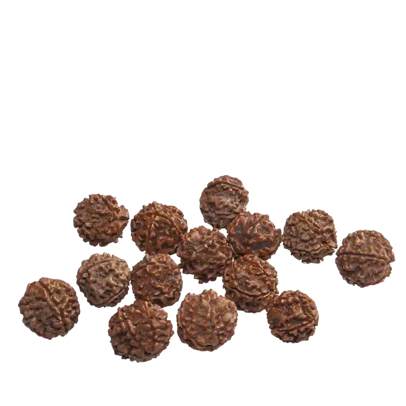 Rudraksha