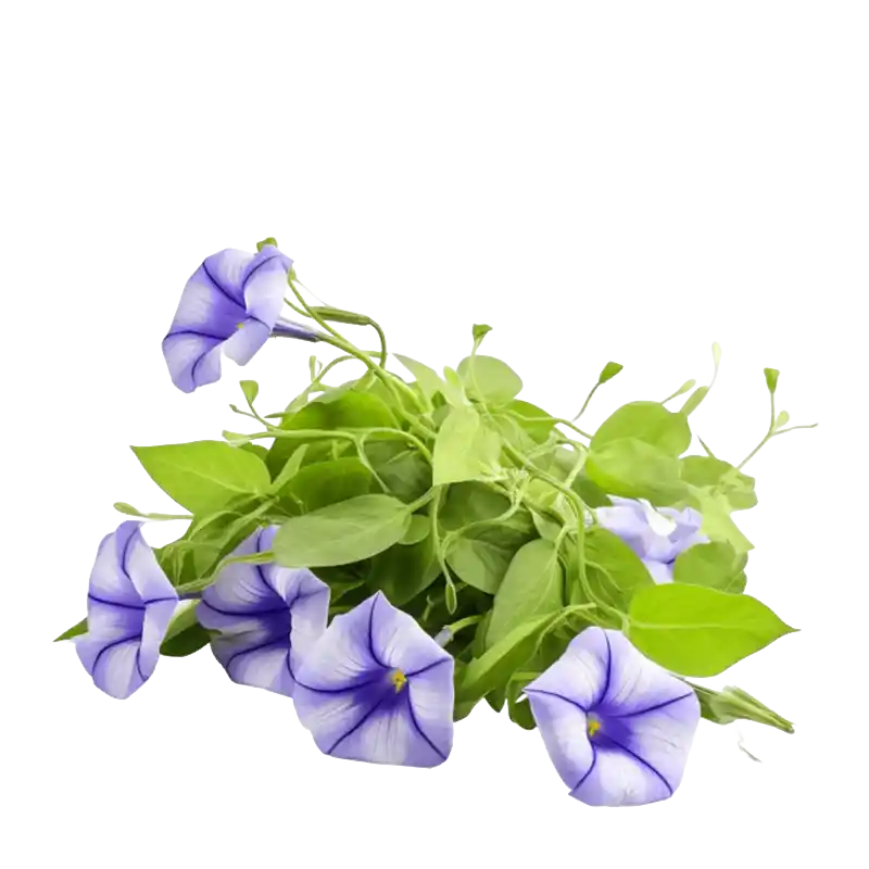 Dwarf Morning-Glory (Shankhpushpi)
