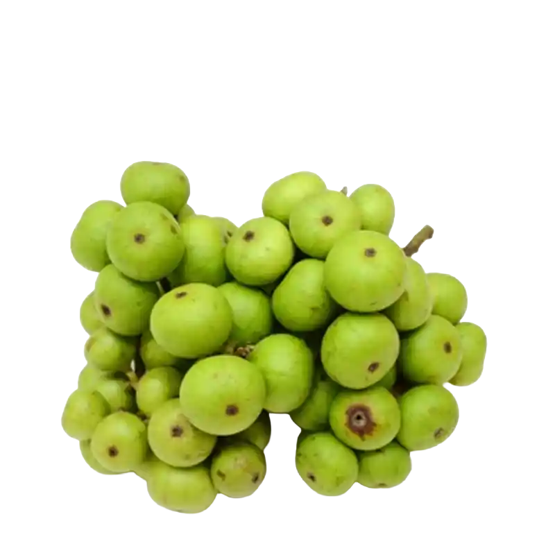 Cluster Fig (Gular) — see H1217
