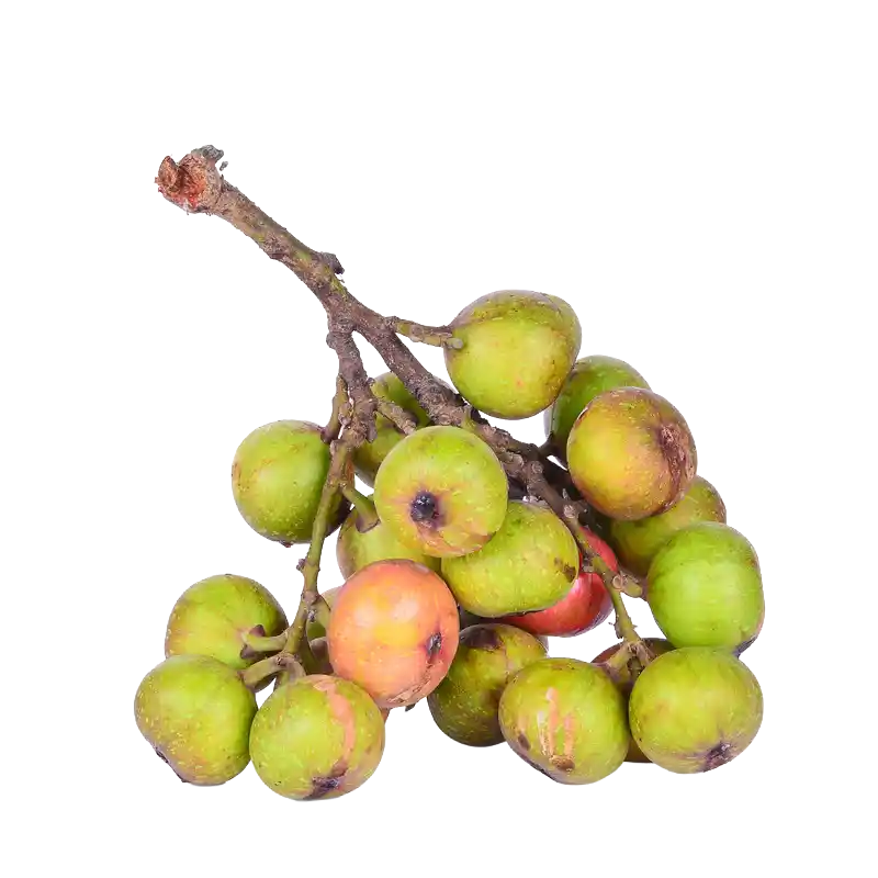 Cluster Fig (Udumbara)