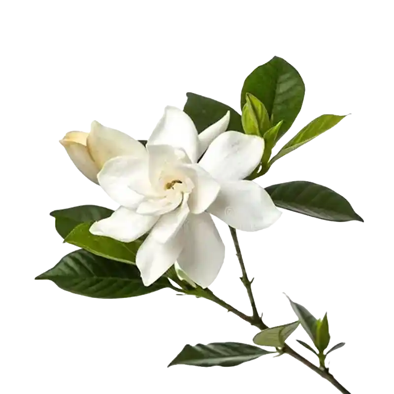 Indian Boxwood Gardenia