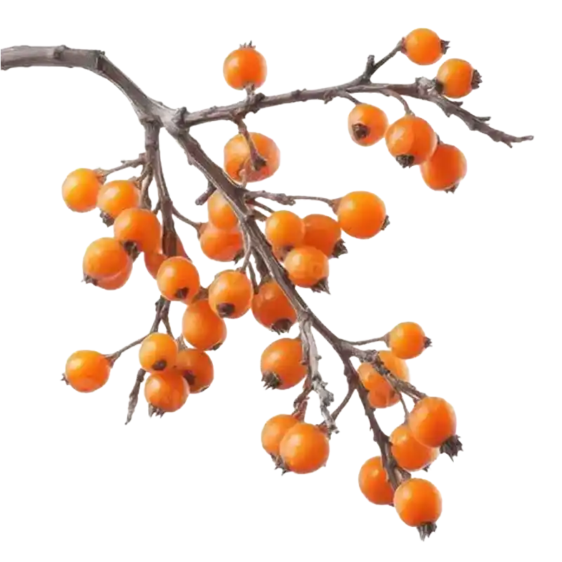 Orangeberry (Gin Berry)
