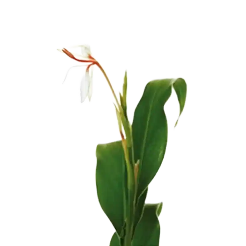 Spiked Ginger Lily (Kapoor Kachari)