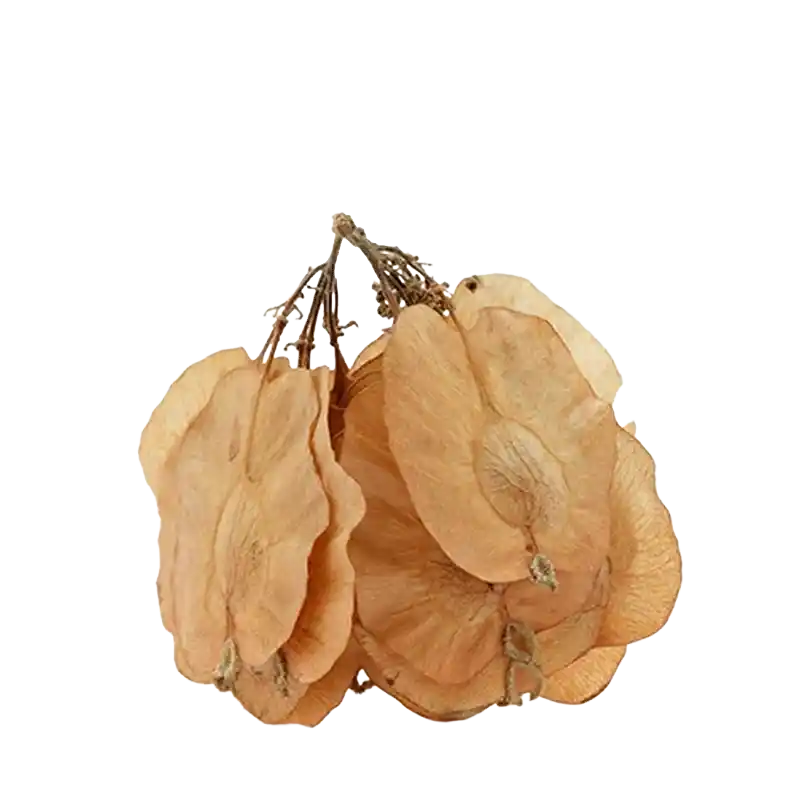 Indian Elm (Chirbilva)