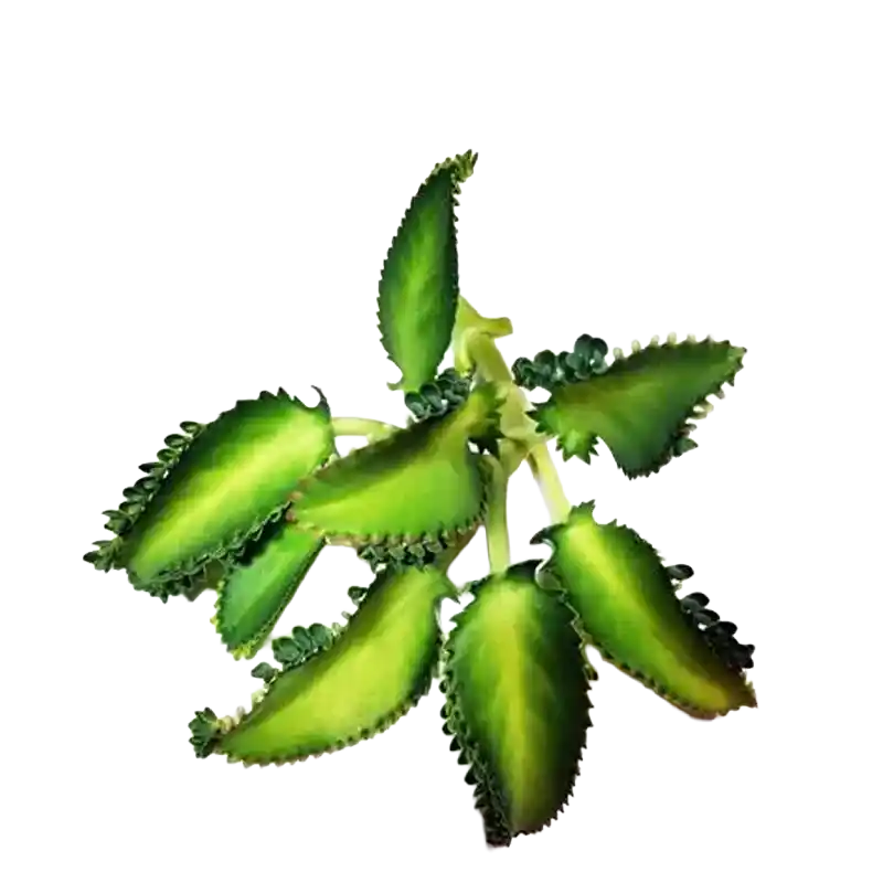 Air Plant (Patharchatta)
