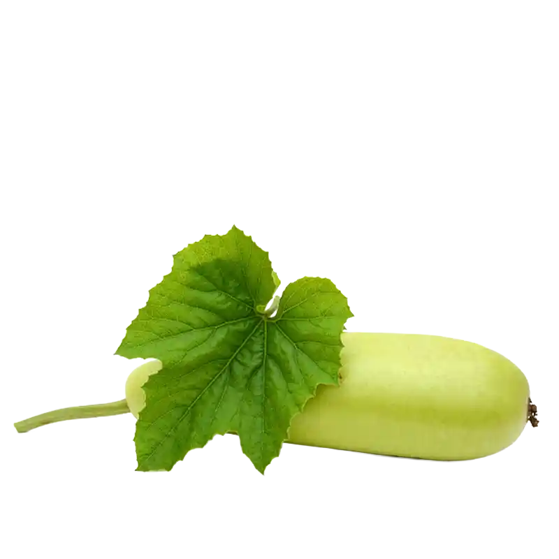 Bottle Gourd (Lauki)