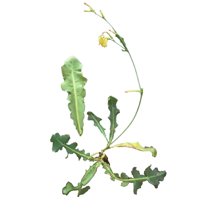 Creeping Launaea (Bathua-relative)