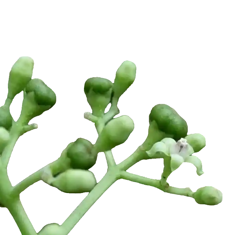 Leea macrophylla (Hastikarnapalasha)