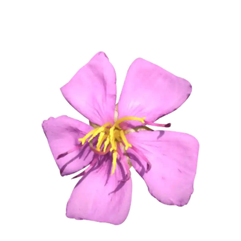 Indian Rhododendron (Singapore Rhododendron)