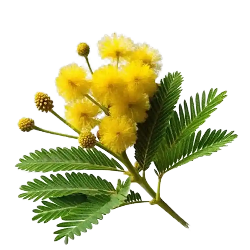 Mimosa hamata (Kokali)