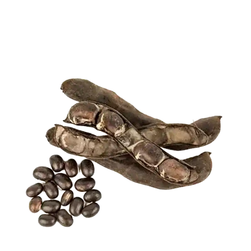 Mucuna monosperma (Wild Cowhage)
