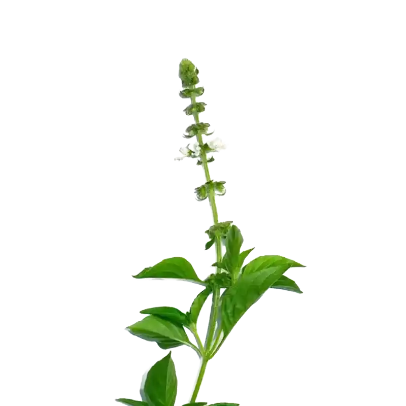 Hoary Basil (American Basil)
