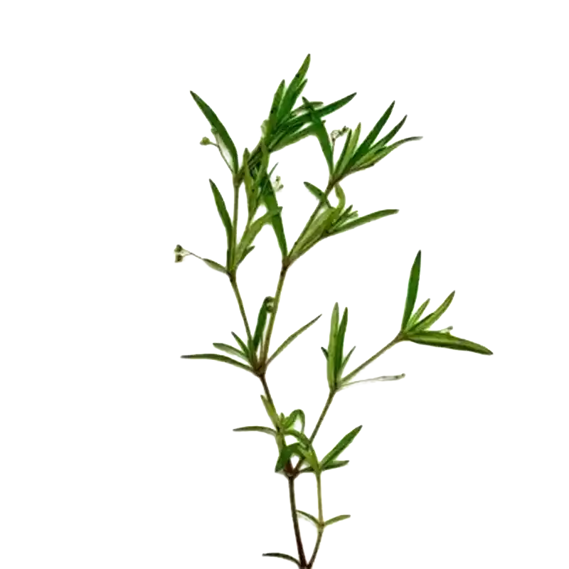 Diamond Flower (Corymbose Oldenlandia)