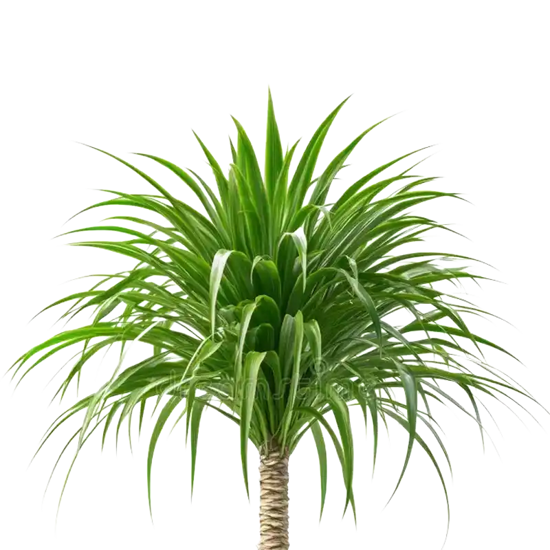 Fragrant Screwpine (Kewra)
