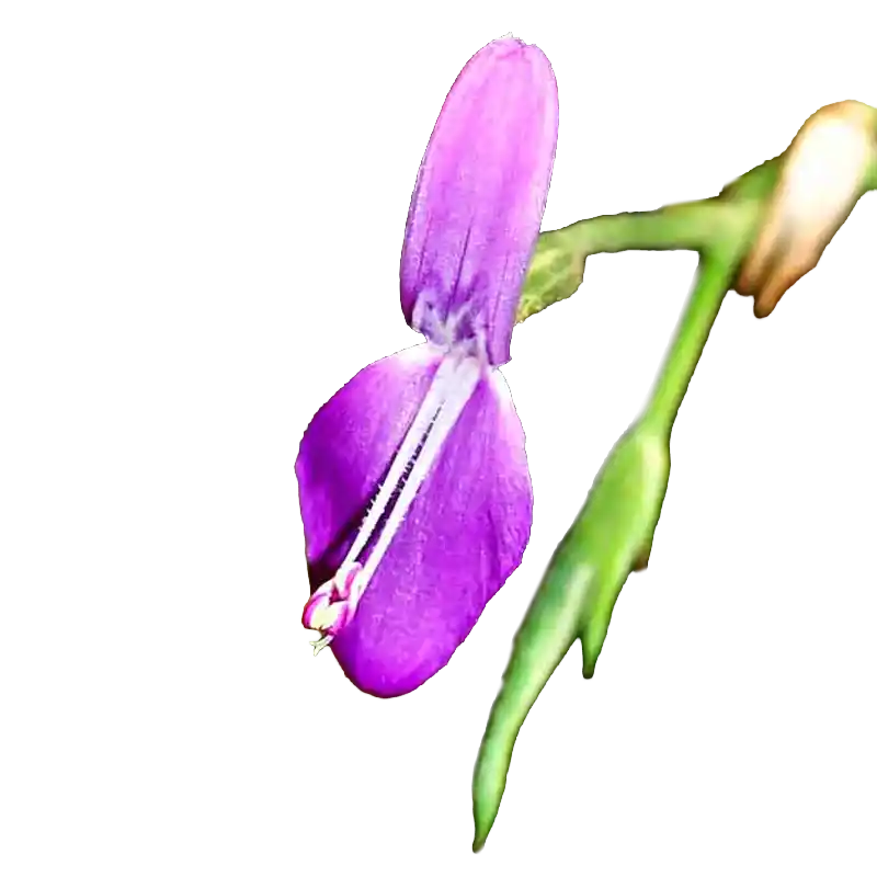Peristrophe (Kakajangha)