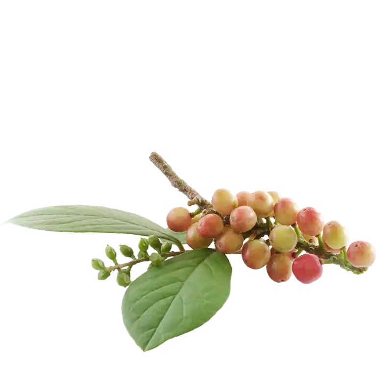 Gulf Leaf-Flower (Bhumi Amla)