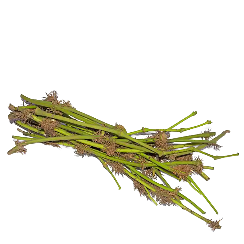 Java Long Pepper (Chab)