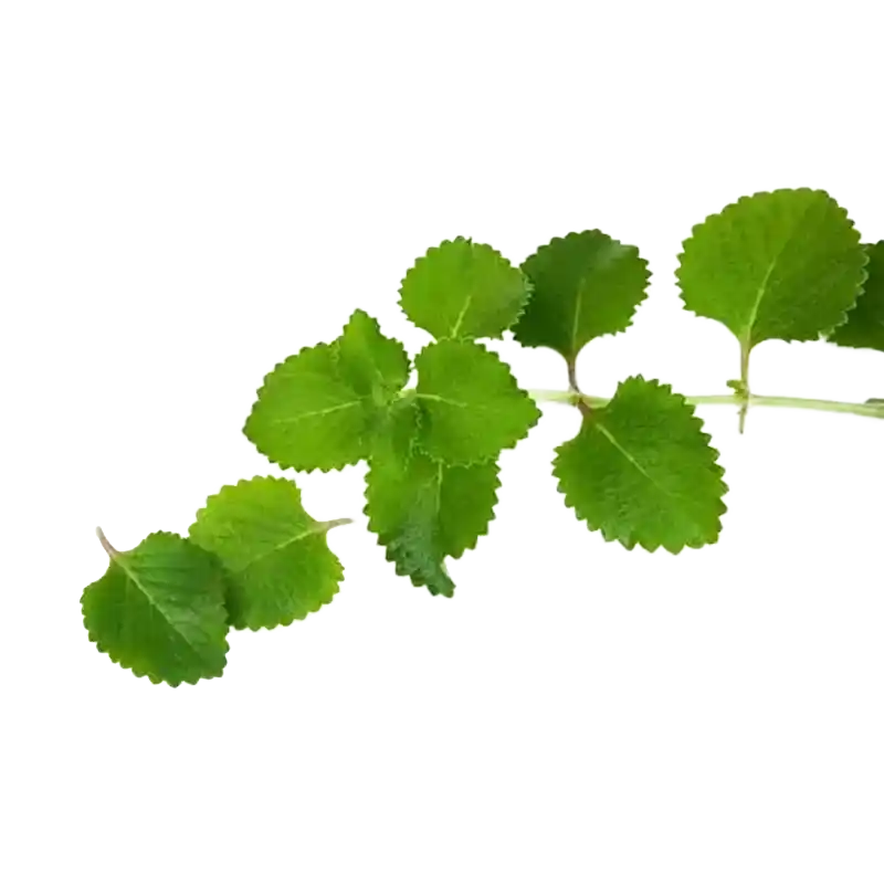 Karuveru (Vetiver-scented Coleus)