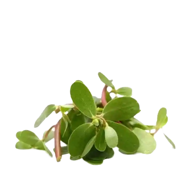 Chicken-weed Purslane