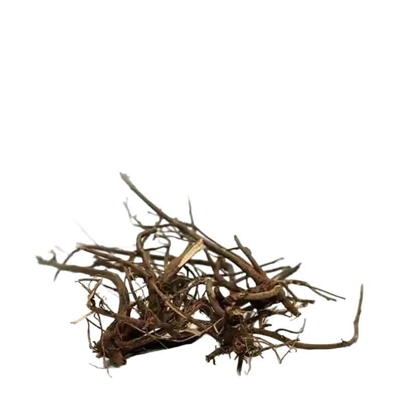 Pseudarthria (Salaparni-relative)