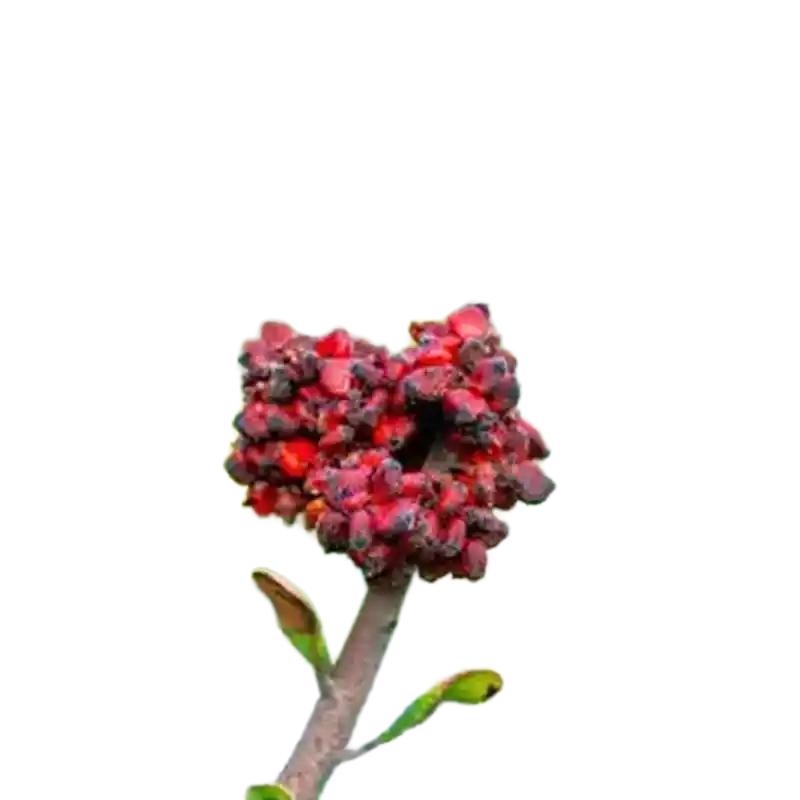 Chinese Sumac (Nutgall Tree)