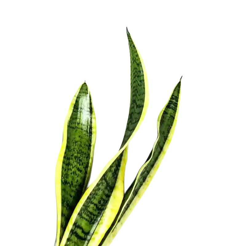 Indian Bowstring Hemp (Murva)