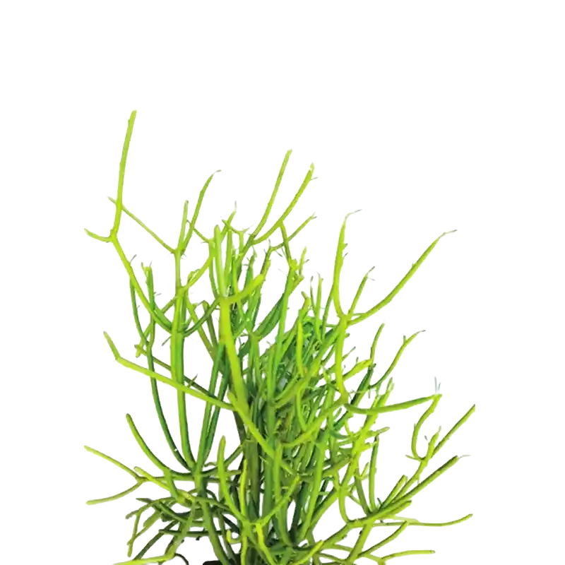 Soma Creeper (Somlata)
