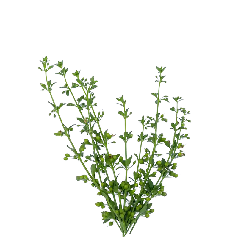 Sweet Broomweed