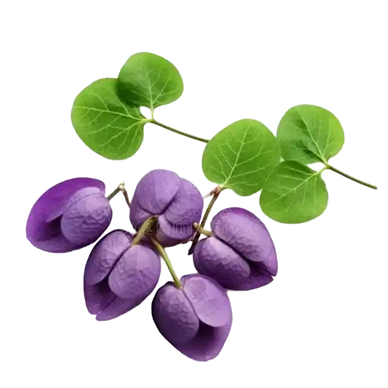 Three-Leaf Akebia (Mu Tong)