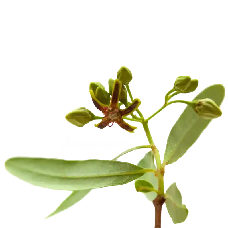 Luobuma (Dogbane)