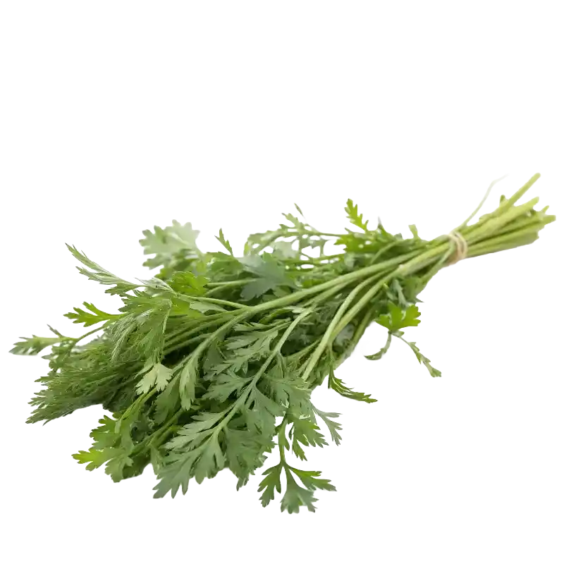 Capillary Wormwood (Yin Chen)